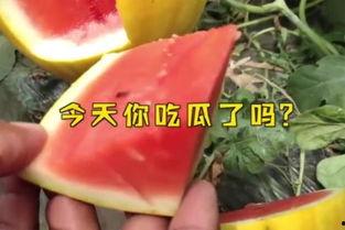 网红大瓜图片 17吃瓜fun,揭秘网红大瓜背后的故事