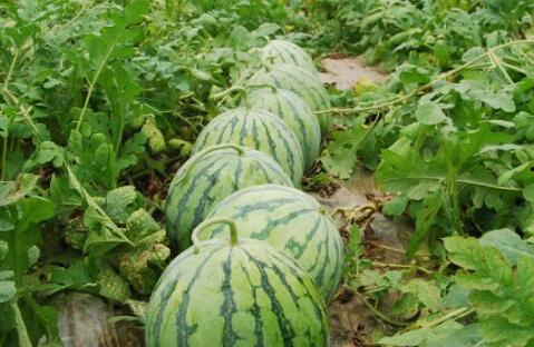 吃瓜是什么意思.51热门大瓜今日大瓜,51热门大瓜今日大瓜，娱乐圈风云再起